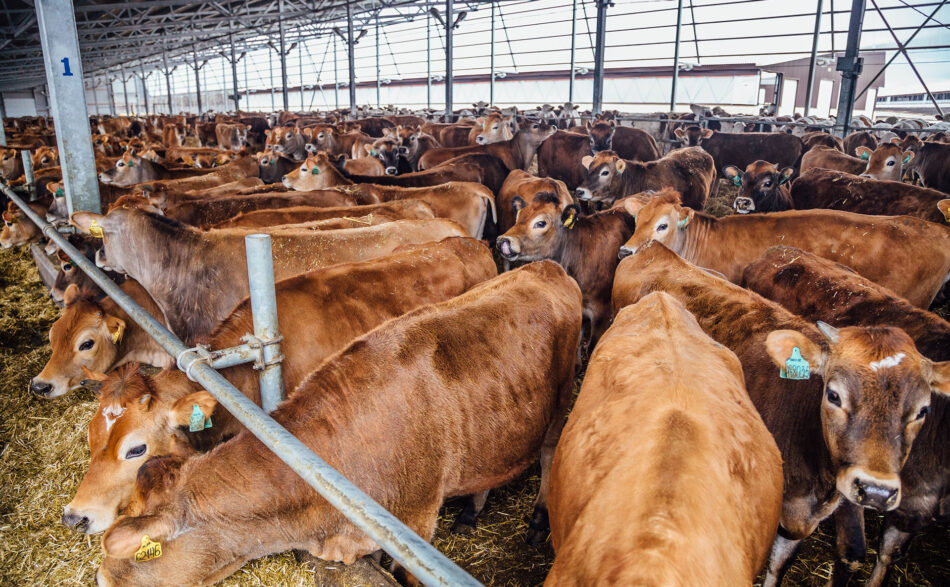 Dieta dla klimatu. Czy&nbsp;weganizm uratuje świat?