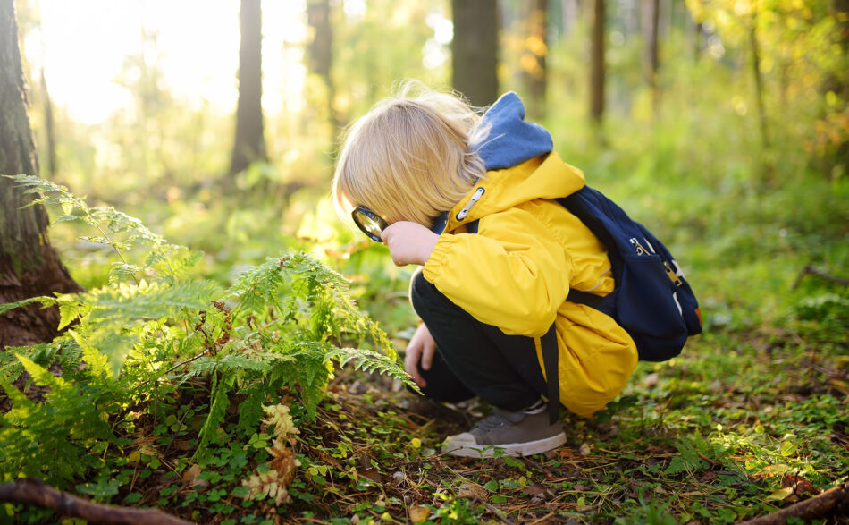 Przed&nbsp;katastrofą klimatyczną uratują nas lasy